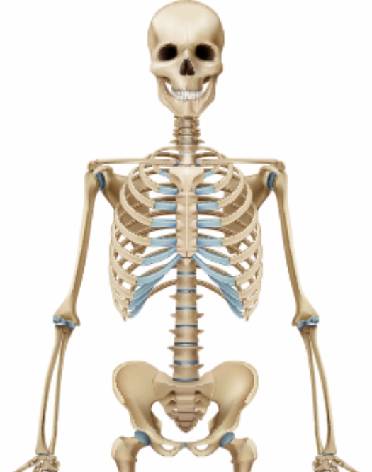 İskelet Üst